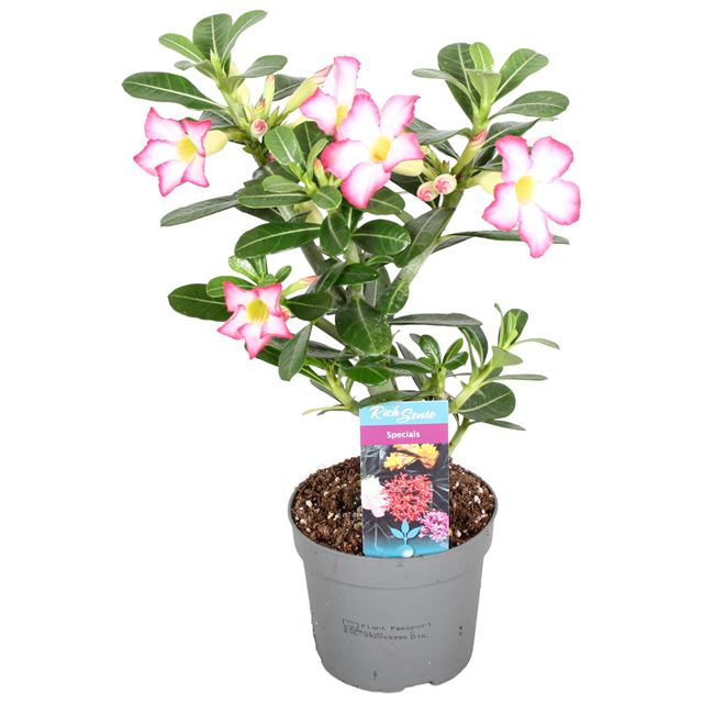 Picture of Adenium obesum pink star