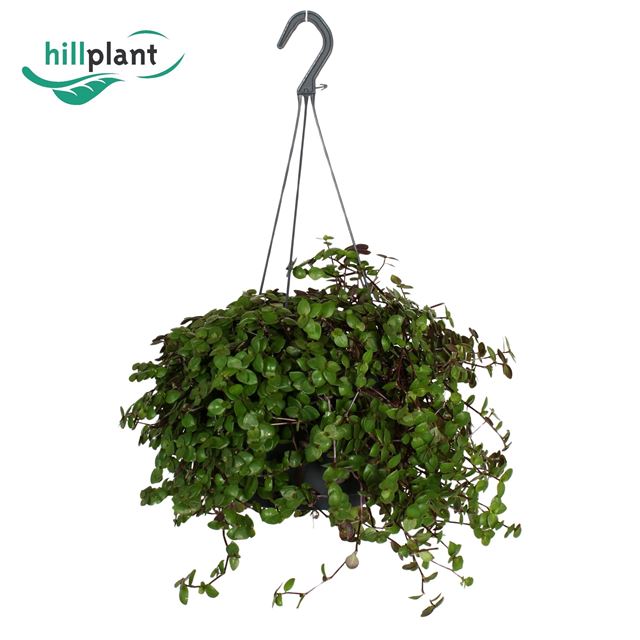 Picture of Callisia elegans in hanging basket