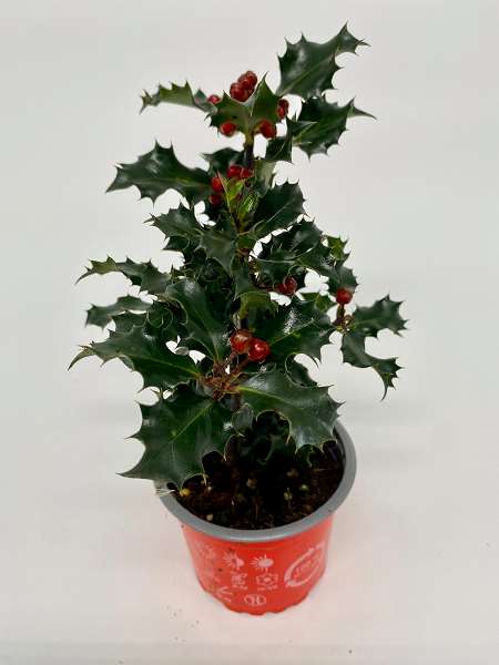 Picture of ILEX MESERVEAE BLUE ANGEL