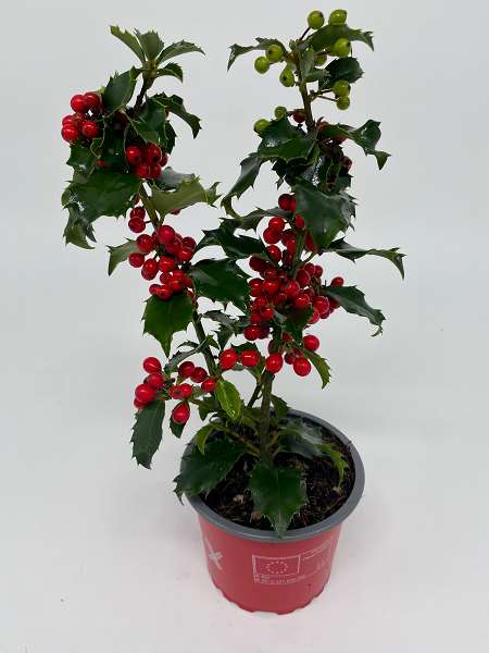 Picture of ILEX MESERVEAE BLUE PRINCESS