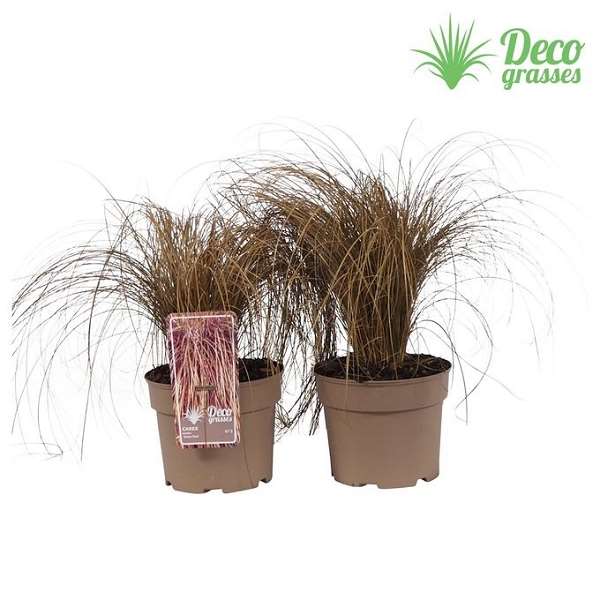 Picture of Carex comans bronze form
