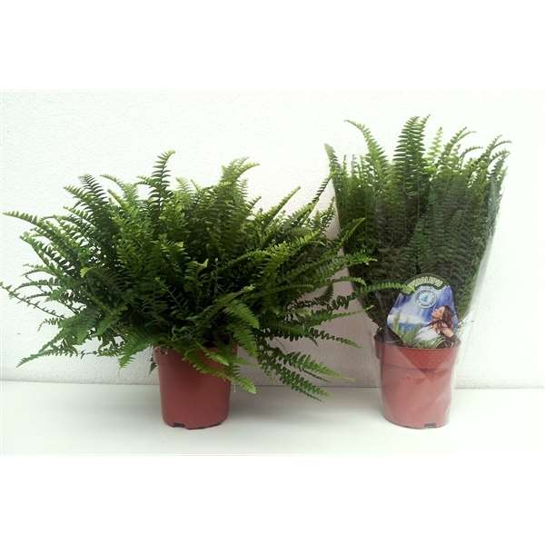 Picture of NEPHROLEPIS EXALTATA GREEN LADY