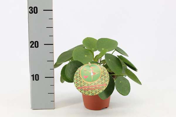 Picture of PILEA PEPEROMIOIDES
