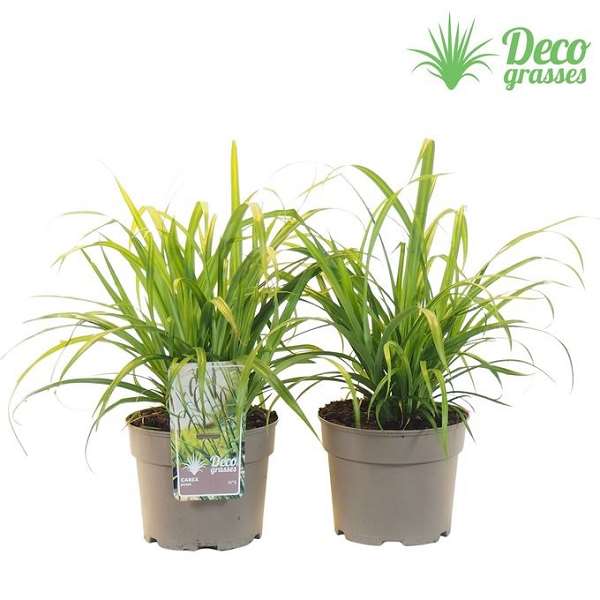 Picture of Carex pendula