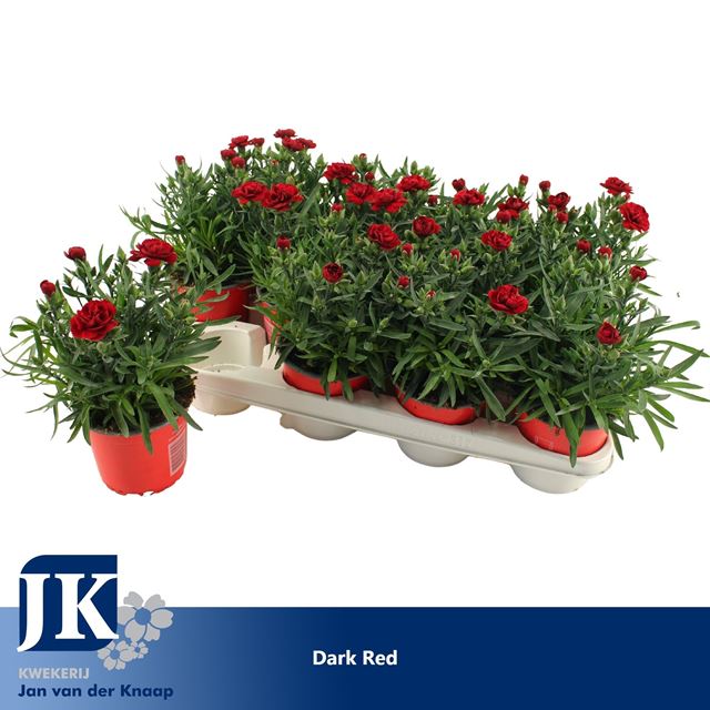Picture of Dianthus caryophyllus red