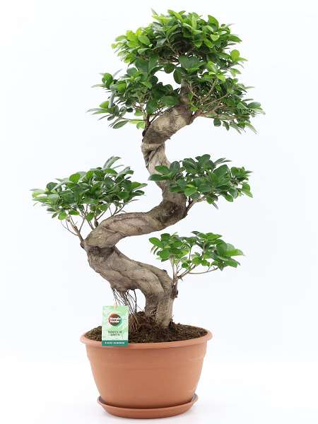 Picture of FICUS MICROCARPA GISENG S-TYPE