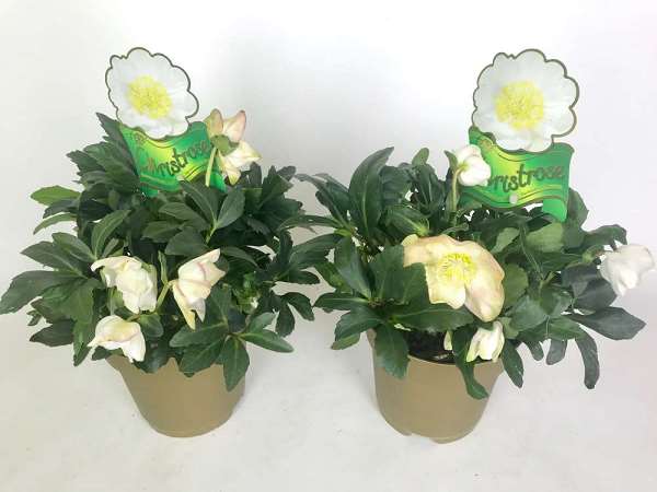 Picture of HELLEBORUS NIGER WINTERGOLD JASPER GOLDEN POT