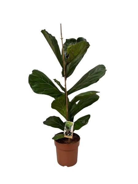 Picture of Ficus lyrata