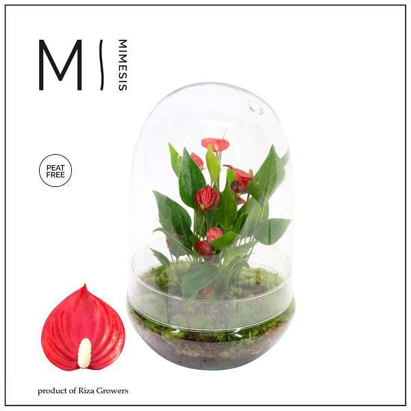 Picture of Anthurium andreanum million flowers red terrarium