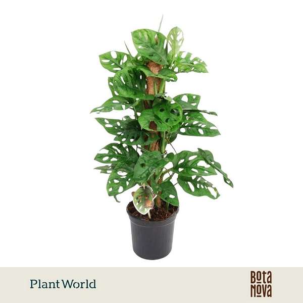 Picture of Monstera obliqua monkey leaf mosspole