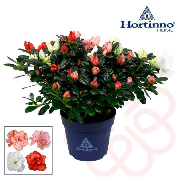 Picture of Rhododendron simsii (azalea) multicolour