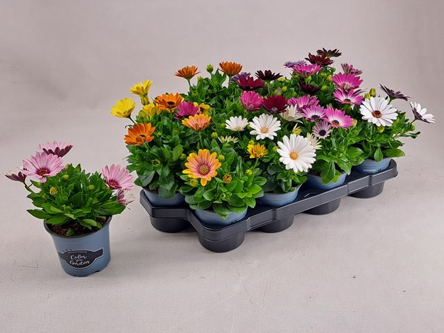 Picture of Osteospermum mix - licenced varieties