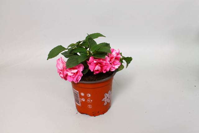 Picture of Impatiens walleriana fiesta rose