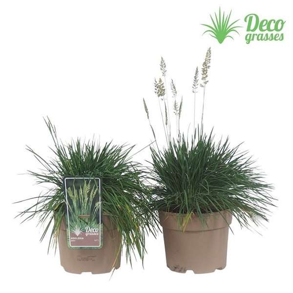 Picture of Koeleria glauca