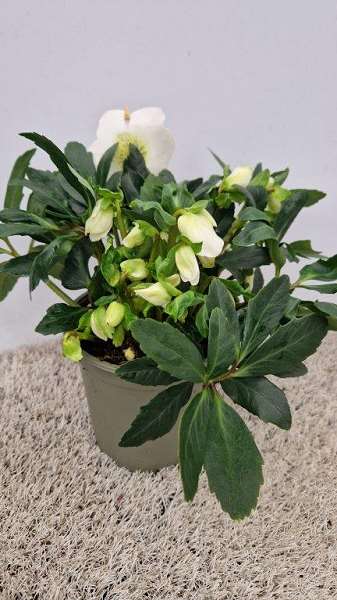 Picture of HELLEBORUS NIGER WINTERSUN