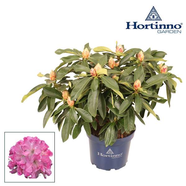 Picture of Rhododendron hybride pink tiger xxl