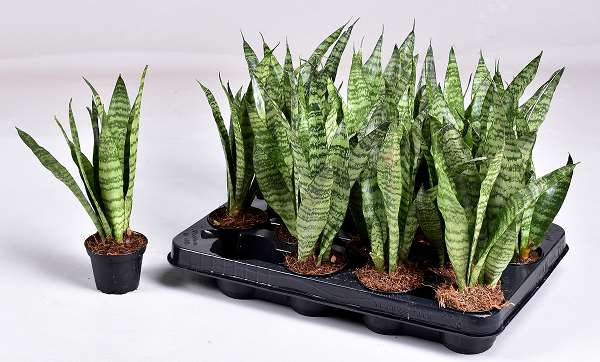 Picture of SANSEVIERIA TRIFASCIATA BLACK CORAL