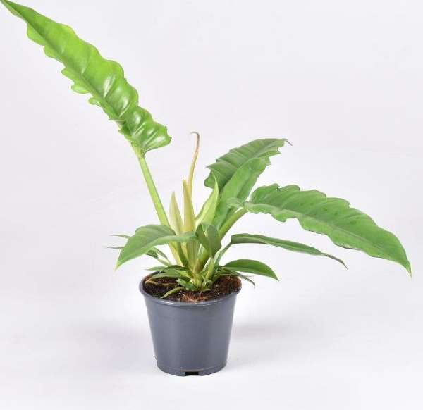 Picture of PHILODENDRON NARROW