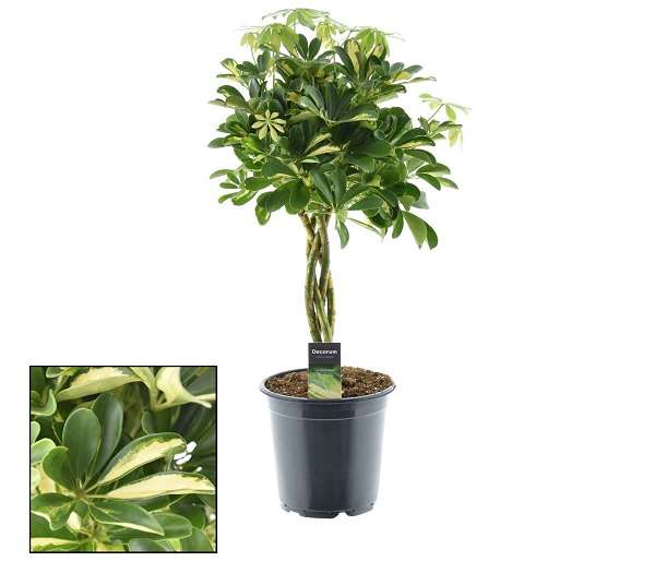 Picture of SCHEFFLERA ARBORICOLA GOLD CAPELLA BRAIDED STEM