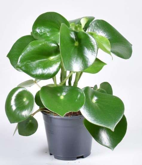 Picture of PEPEROMIA POLYBOTRYA RAINDROP