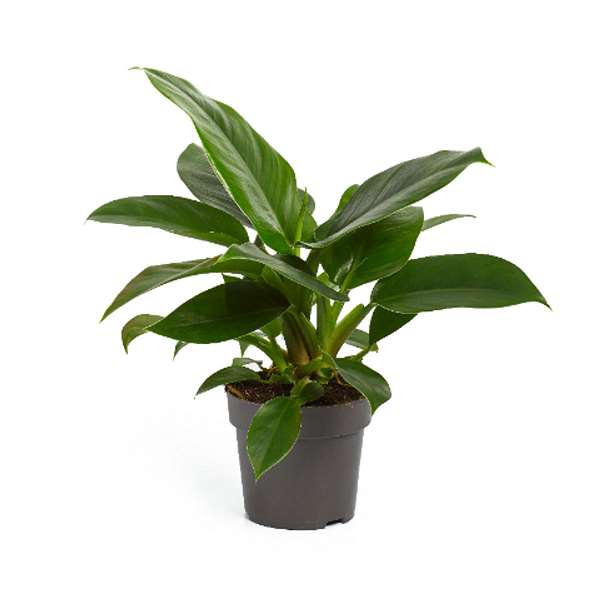 Picture of PHILODENDRON IMPERIAL GREEN