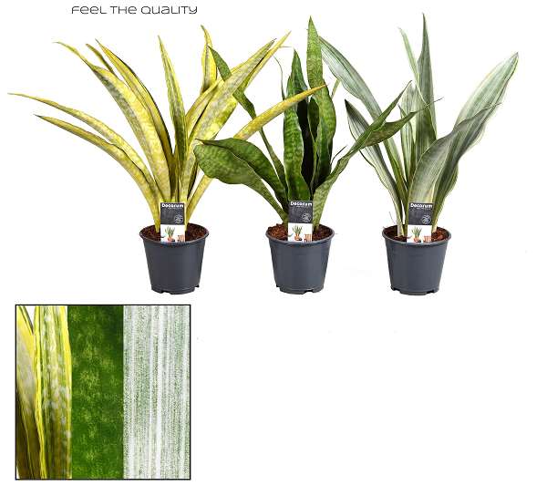 Picture of SANSEVIERIA AUBRYTIANA SPECIAL MIX