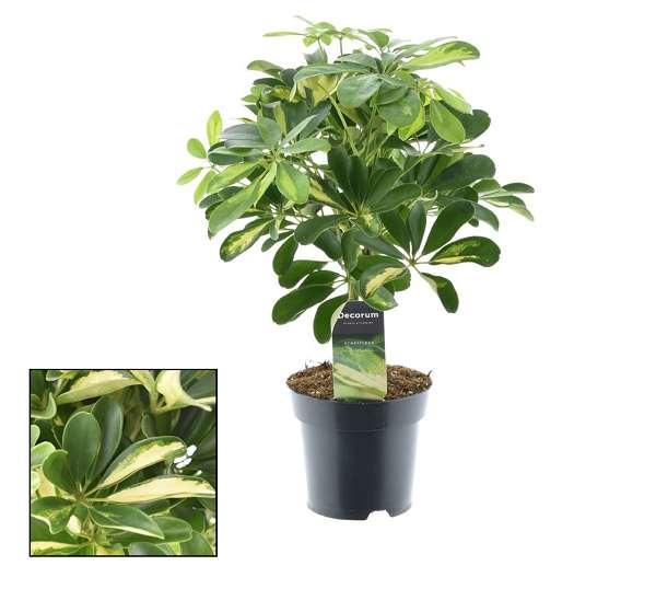 Picture of SCHEFFLERA ARBORICOLA GOLD CAPELLA ON STEM