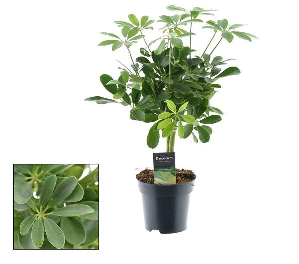 Picture of SCHEFFLERA ARBORICOLA NORA ON STEM