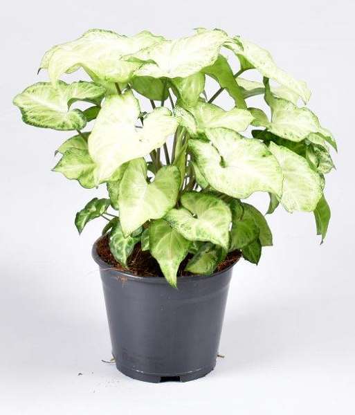 Picture of SYNGONIUM PODOPHYLLUM WHITE BUTTERFLY
