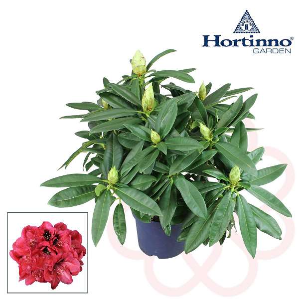 Picture of RHODODENDRON RED DEVIL