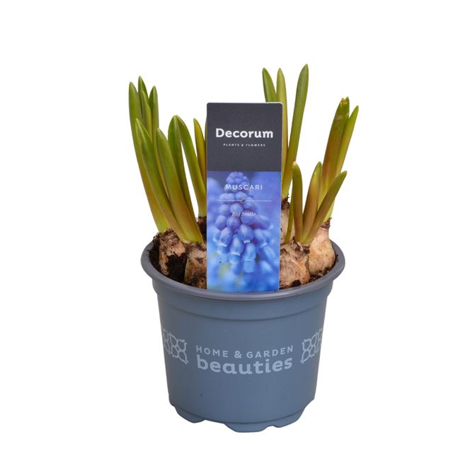 Picture of MUSCARI ARMENIACUM BIG SMILE