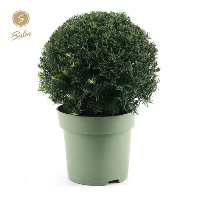 Picture of Taxus baccata ball 032cm