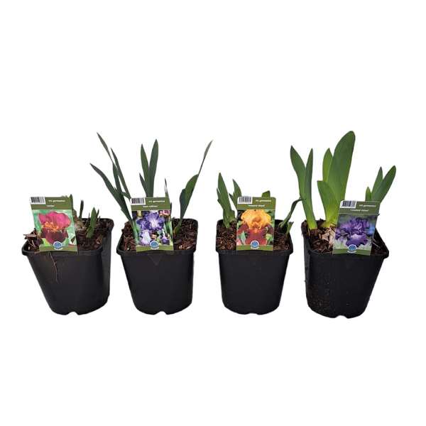 Picture of Iris germanica mix