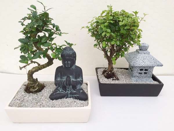 Picture of BONSAI MIX D15 IN CERAMIC WITH BOEDHA