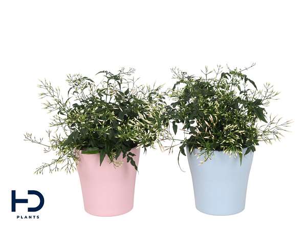 Picture of Jasminum bush ceramic