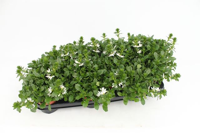 Picture of Scaevola white