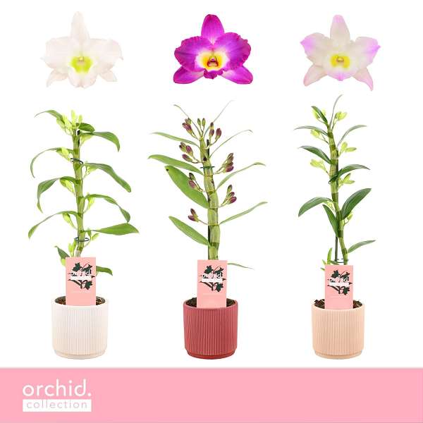 Picture of Dendrobium nobile 01-stem mix in ceramic