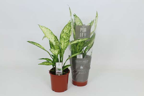 Picture of Dieffenbachia vesuvius
