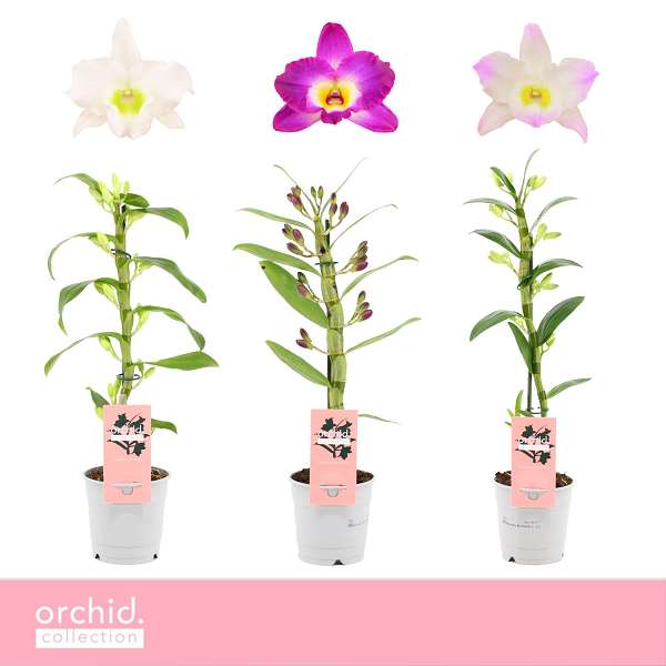 Picture of Dendrobium nobile 01-stem mix