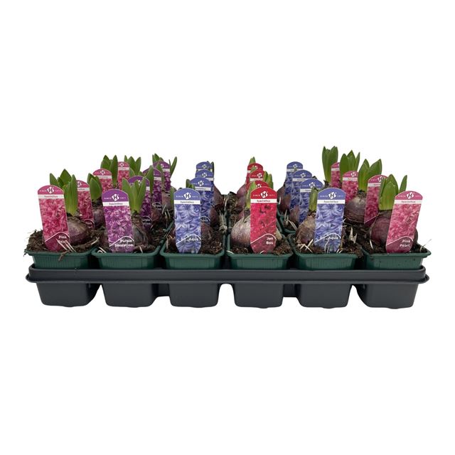 Picture of Hyacinthus 01bulb mix in tray
