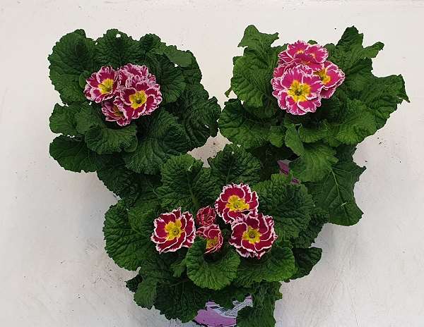 Picture of PRIMULA ACAULIS SACARINA ROSE