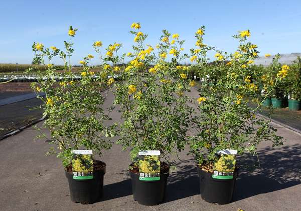 Picture of CORONILLA GLAUCA