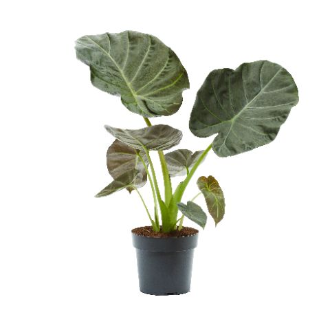 Picture of ALOCASIA REGAL SHIELD 