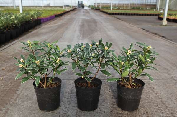 Picture of Daphne odora aureomarginata