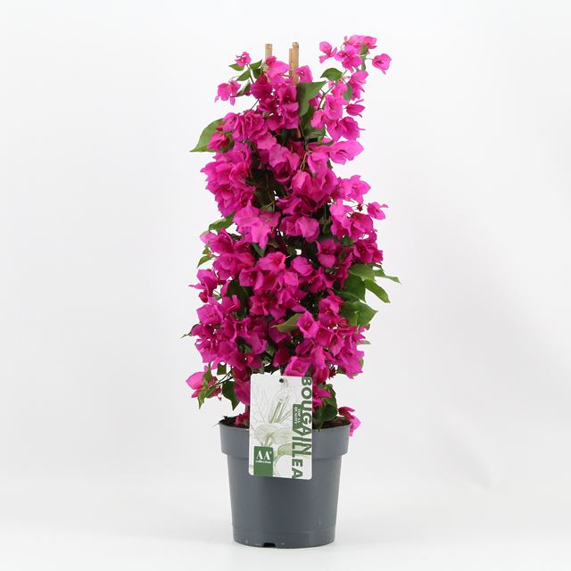 Picture of Bougainvillea sanderiana pyramid purple
