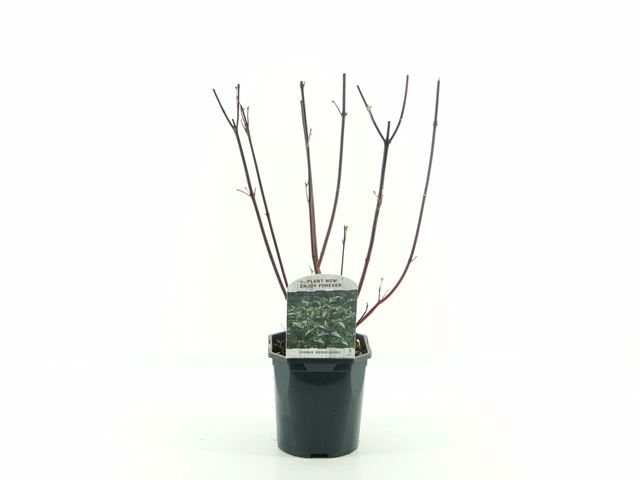 Picture of Cornus alba kesselringii