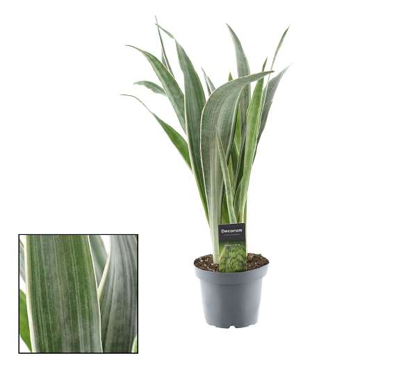 Picture of SANSEVIERIA AUBRYTIANA METALLICA