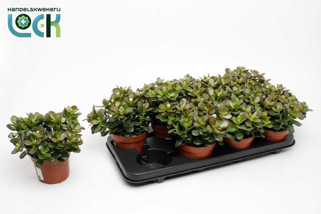 Picture of CRASSULA OVATA MINOR