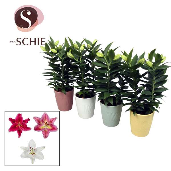 Picture of LILIUM ORIENTAL 03PP IN BLUSH CERAMIC