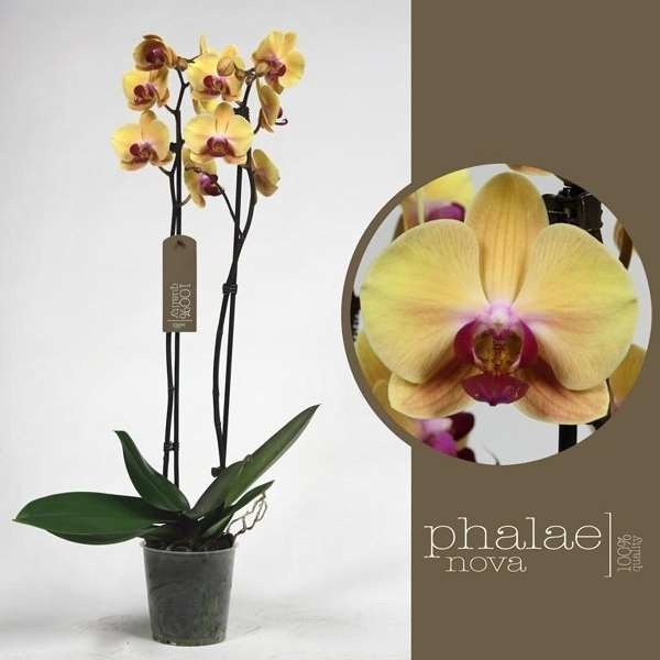 Picture of PHALAENOPSIS 02-STEM SOLID GOLD
